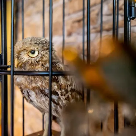 The Enchantment Chamber 요크